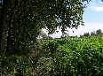 Vista del Campo di Mais, dietro alla Cascina Monticello