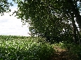 Campo di Mais alla Cascina Monticello