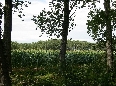 dietro gli alberi ... il mais