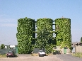 Silos ricoperti di Edera a Cascina Monticello