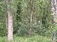 Pioppeto (2005)