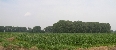 Vista di alberi e campo di mais, dietro alla Cascina Monticello