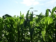 Dentro il Campo di Mais nei pressi di Cascina Monticello
