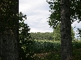 Cascina Monticello - Pioppi e Mais
