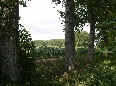 Mais e Pioppi dietro alla Cascina Monticello